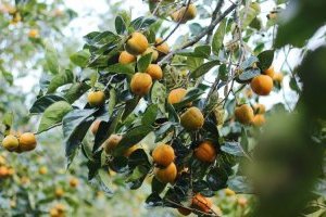 Bật mí cách trồng và chăm sóc cây Hồng giòn cho quả sai, giòn ngọt