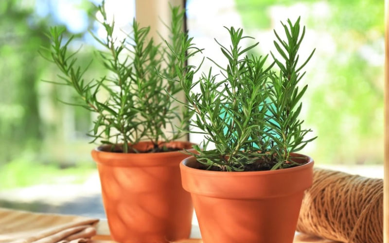 Cây hương thảo có mùi thơm dịu