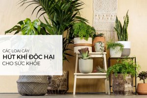 TOP 20 cây hút khí độc hại trong nhà, văn phòng giúp bảo vệ sức khỏe của bạn