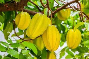 Cây Khế - Đặc điểm, Phân loại, Ý nghĩa, Cách trồng và Chăm sóc