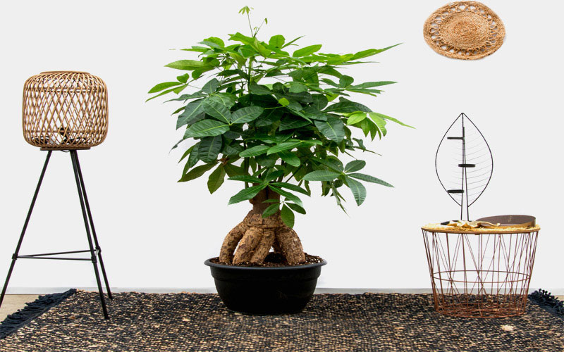 Cây cảnh kim ngân sở hữu rất nhiều đặc điểm nổi bật.