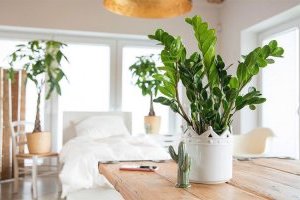 Cây Kim Tiền - Cây phong thủy tài lộc, may mắn hàng đầu