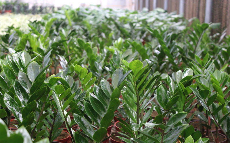 Những chậu cây cảnh Kim Tiền tại Khu Vườn Xanh