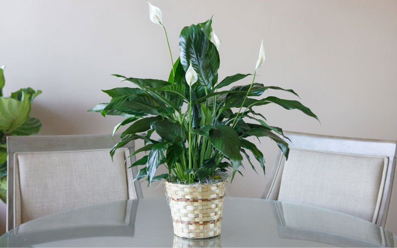 Cây lan ý được trồng làm cảnh và lọc không khí 