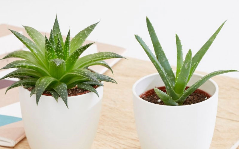 Cây lô hội thân thảo, lá mọng nước