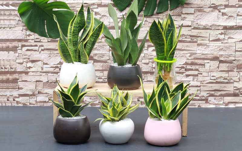 Cây lưỡi hổ phù hợp trồng trong nhà hoặc phòng ngủ