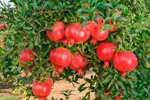 Cây Lựu đỏ (Thạch lựu, Lựu hạnh)