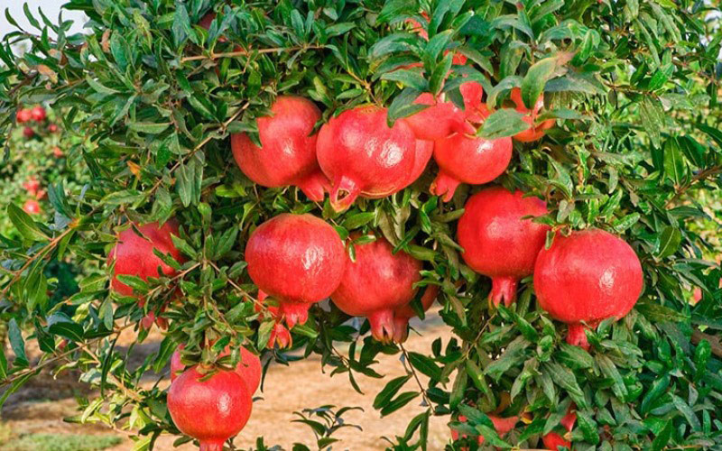 Cây lựu có nguồn gốc từ Iran và Địa Trung Hải