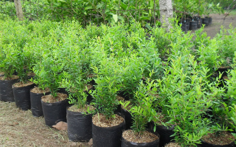 Cây lựu giống tại Khu Vườn Xanh