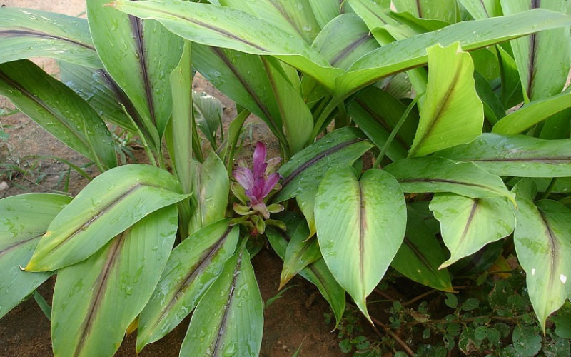 Hoa của cây nghệ đen