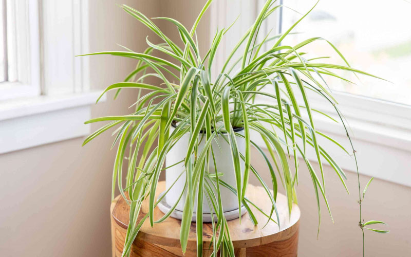 Cây dây nhện có khả năng hút khí độc trong nhà tới 90%