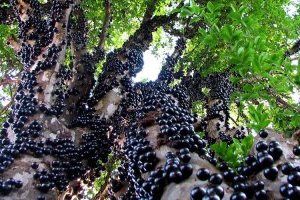 Cây Nho thân gỗ - Giống cây ăn trái độc đáo hút khách nhất hiện nay