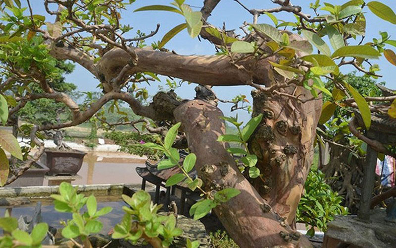 Cây ổi bonsai được trồng trước nhà mang lại tài lộc, vận may cho gia chủ