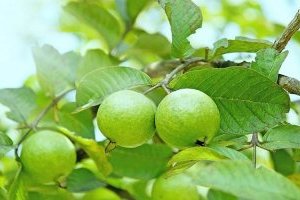 Cây Ổi (Ủi, Phan Thạch lựu)