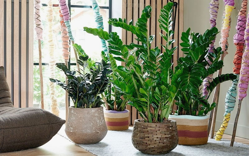 Cây Phát Tài đem lại rất nhiều tác dụng hữu ích cho bạn.