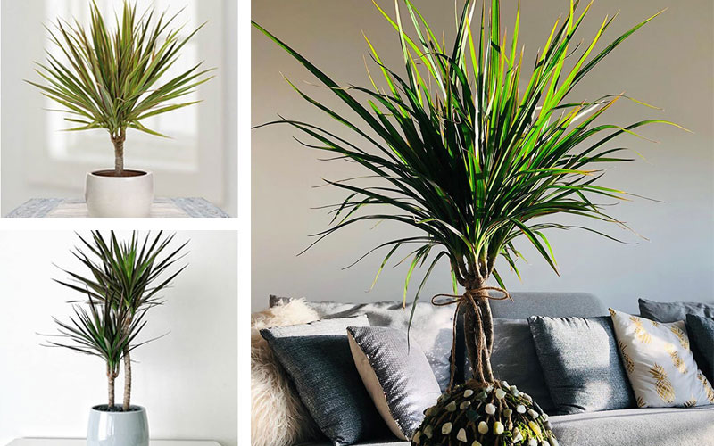 Cây phát tài núi mang ý nghĩa phong thuỷ mang lại tài lộc