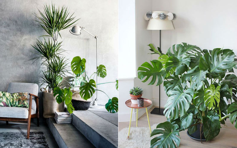 Cây ráy thơm thuộc họ ráy(trầu bà Nam Mỹ) có nguồn gốc từ Nam mỹ dành cho người sành cây