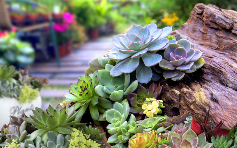 Cây sen đá cải thiện giấc ngủ về đêm