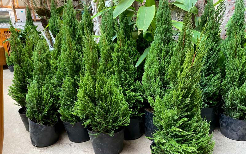 Khu vườn xanh – Đơn vị chuyên cung cấp trọn gói giải pháp về cây cảnh các loại.