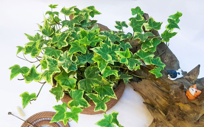 Cây thường xuân điều trị bệnh xoang khá hiệu quả