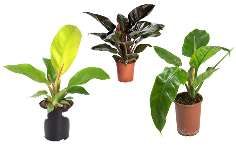 Cây Trầu Bà Đế Vương có 3 loại cơ bản