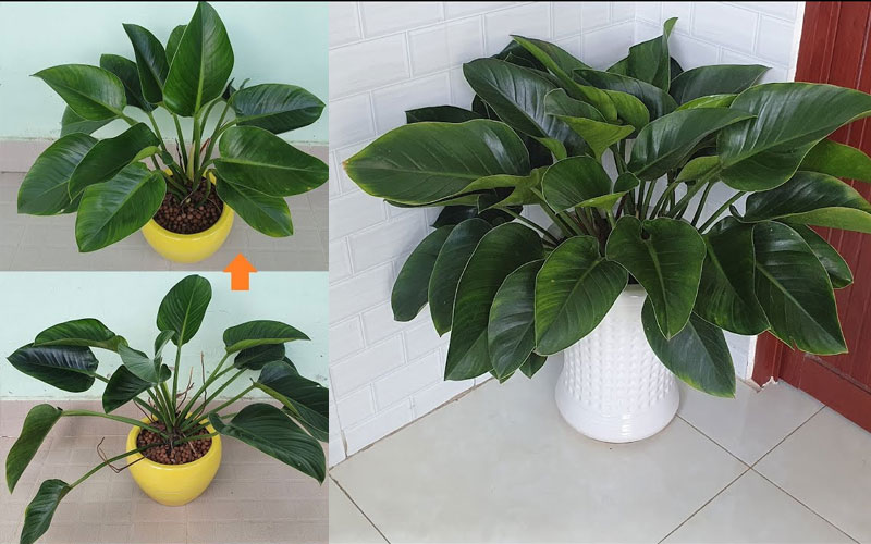 Cây Trầu Bà Đế Vương đem lại nhiều may mắn, tài lộc cho gia chủ.