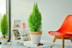 Cây Tùng thơm Noel (Tùng chanh, Tùng Hương)