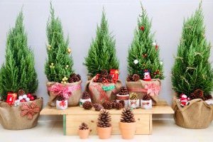 Cây Sơn Tùng Noel (Tùng búp, Tùng núi)