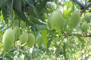 Cây Xoài - Đặc điểm, Nguồn gốc và Ý nghĩa