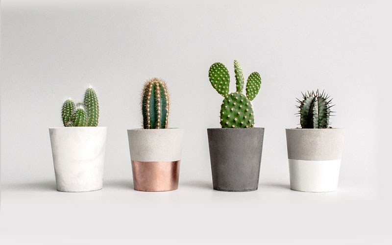 Cây xương rồng dễ chăm sóc và không cần tưới nhiều nước