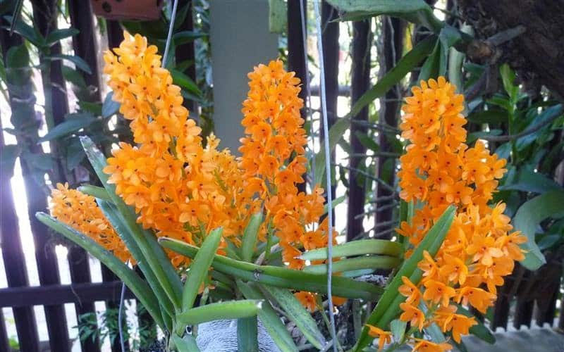 Khi được chăm sóc và bón phân đúng cách lan Hỏa Hoàng sẽ cho ra những bông hoa trông rất đẹp