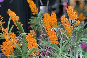 Kỹ thuật trồng và Chăm sóc lan Hỏa hoàng cam nở hoa đẹp nhất