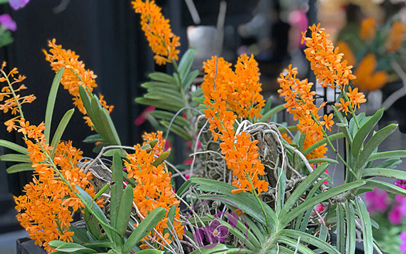 Lan Hỏa hoàng ra hoa rực rỡ từ tháng 3 đến tháng 5