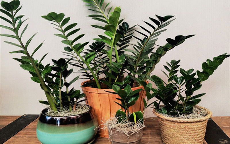 Có 3 loại cây kim ngân tiền phổ biến nhất hiện nay