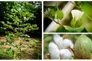 Cây Bông vải: Đặc điểm, lợi ích, kỹ thuật trồng và phòng bệnh cho cây Bông vải