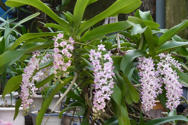 Lan ngọc điểm - Đai châu