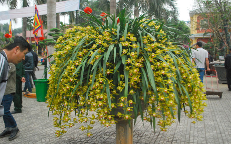 Địa lan ghép chậu đẹp mắt, có giá trị cao