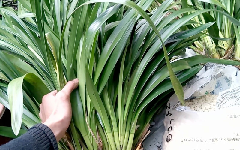 Kiểm tra kỹ địa lan giống trước khi đem trồng chậu