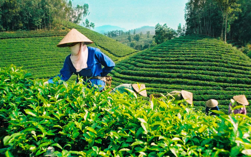 Đồi chè xanh tại Bảo Lộc, Lâm Đồng