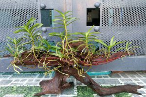 Tìm hiểu kỹ thuật ghép các loại hoa Lan lên chậu, giá thể