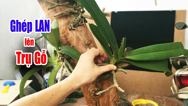 Ghép lan đai châu lên trụ gỗ