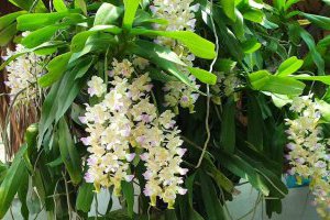 Cách trồng và chăm sóc hoa Lan Giáng hương Tam Bảo Sắc