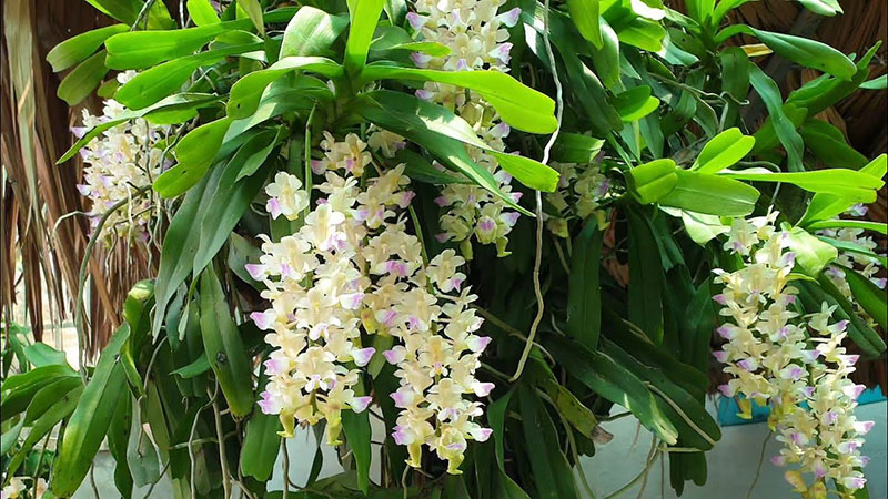 Giáng hương Tam bảo sắc