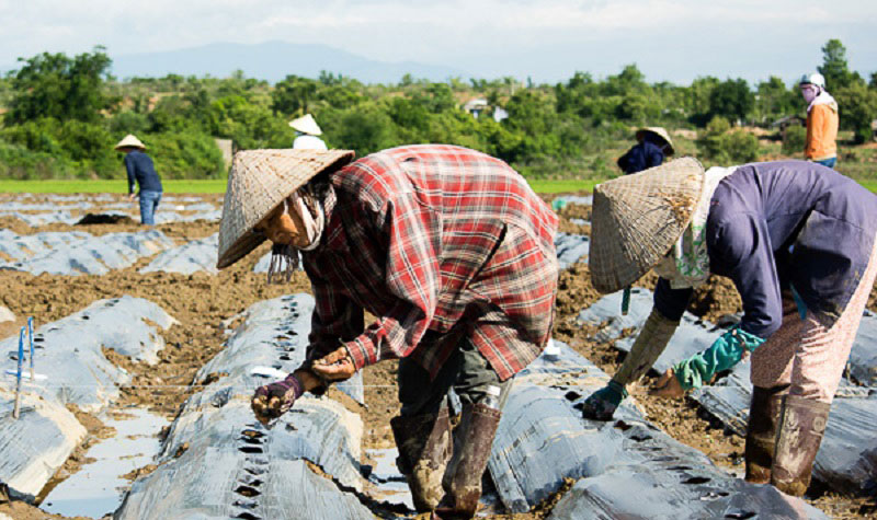 Gieo hạt bông vải