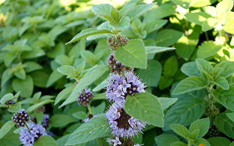 Hoa của cây bạc hà màu trắng (hoặc tím) nhỏ li ti