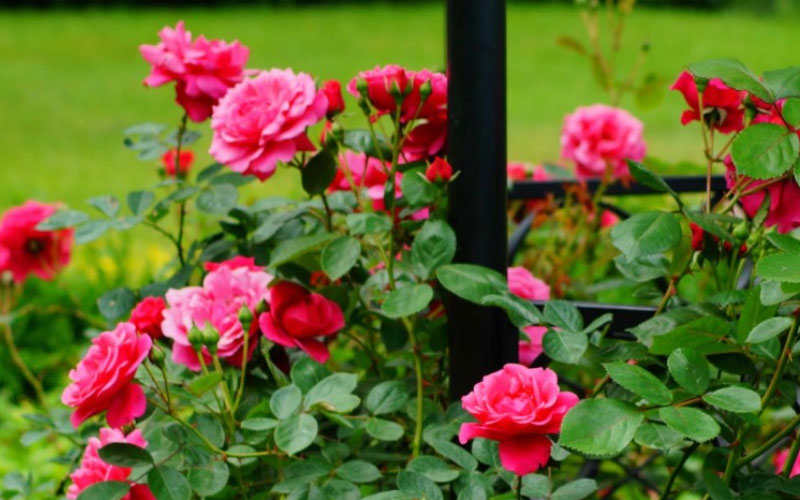 Hoa hồng vừa đẹp vừa lọc sạch không khí