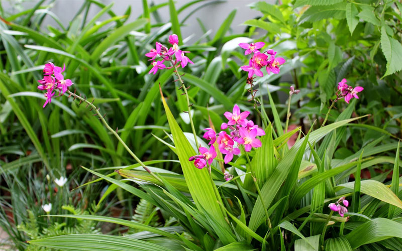 Hoa lan Chu đinh tím khi nở có 5 cánh hình bầu dục và nở quanh năm