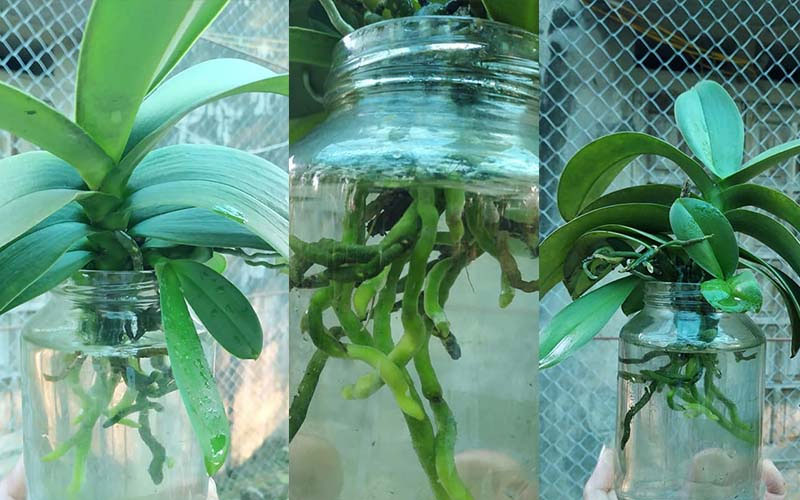 Lan hồ điệp ra rễ non khi trồng bằng phương pháp thủy canh