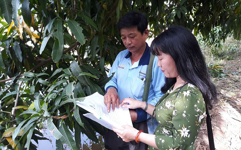 Theo dõi và kiểm tra sự sinh trưởng của cây Xoài