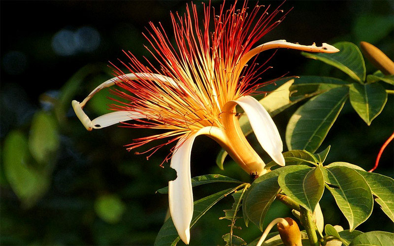 Kim ngân lượng là giống cây có hoa nhưng cây rất khó ra hoa nếu không sống ở môi trường tốt